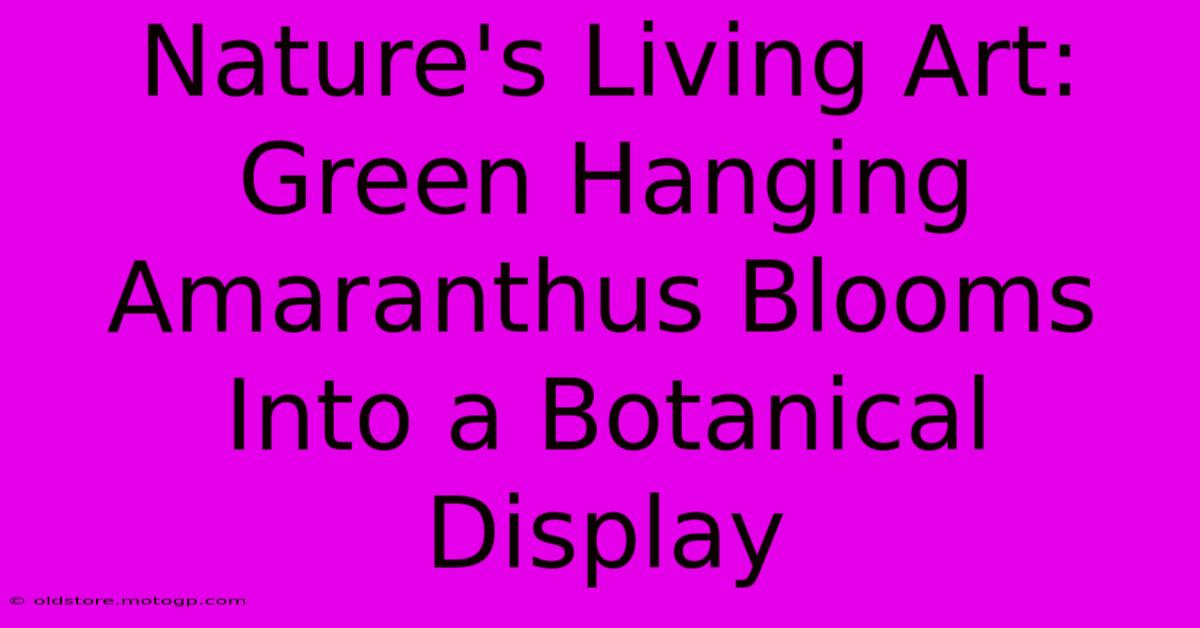 Nature's Living Art: Green Hanging Amaranthus Blooms Into A Botanical Display