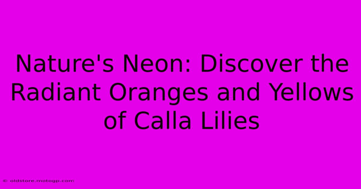 Nature's Neon: Discover The Radiant Oranges And Yellows Of Calla Lilies