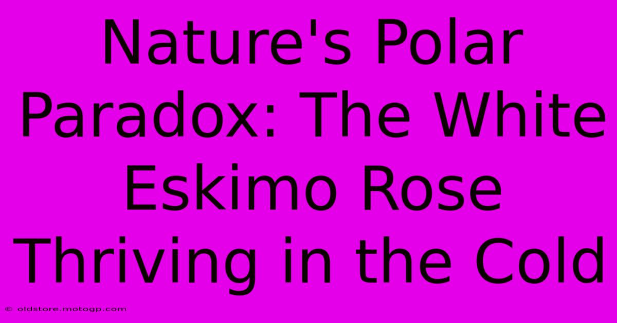 Nature's Polar Paradox: The White Eskimo Rose Thriving In The Cold