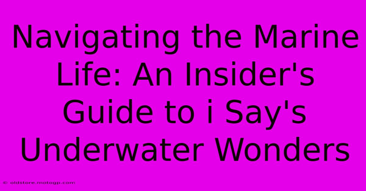 Navigating The Marine Life: An Insider's Guide To I Say's Underwater Wonders