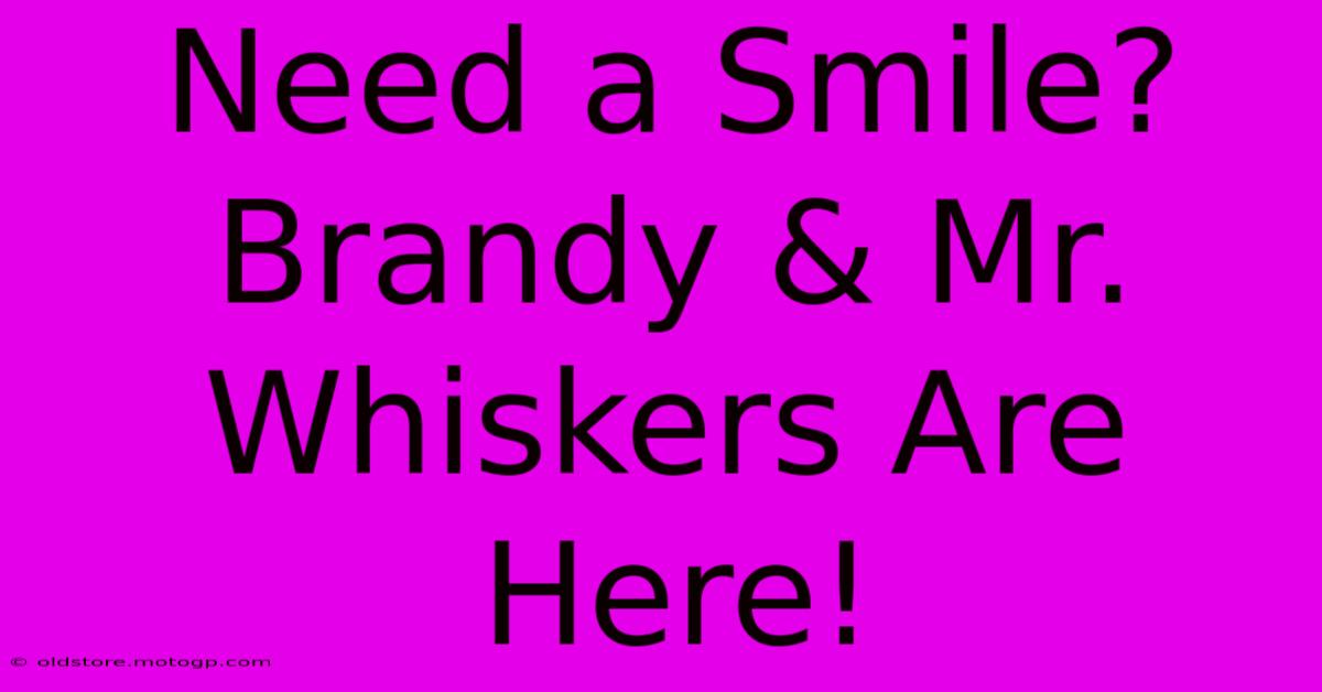 Need A Smile? Brandy & Mr. Whiskers Are Here!