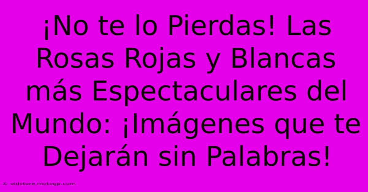 ¡No Te Lo Pierdas! Las Rosas Rojas Y Blancas Más Espectaculares Del Mundo: ¡Imágenes Que Te Dejarán Sin Palabras!