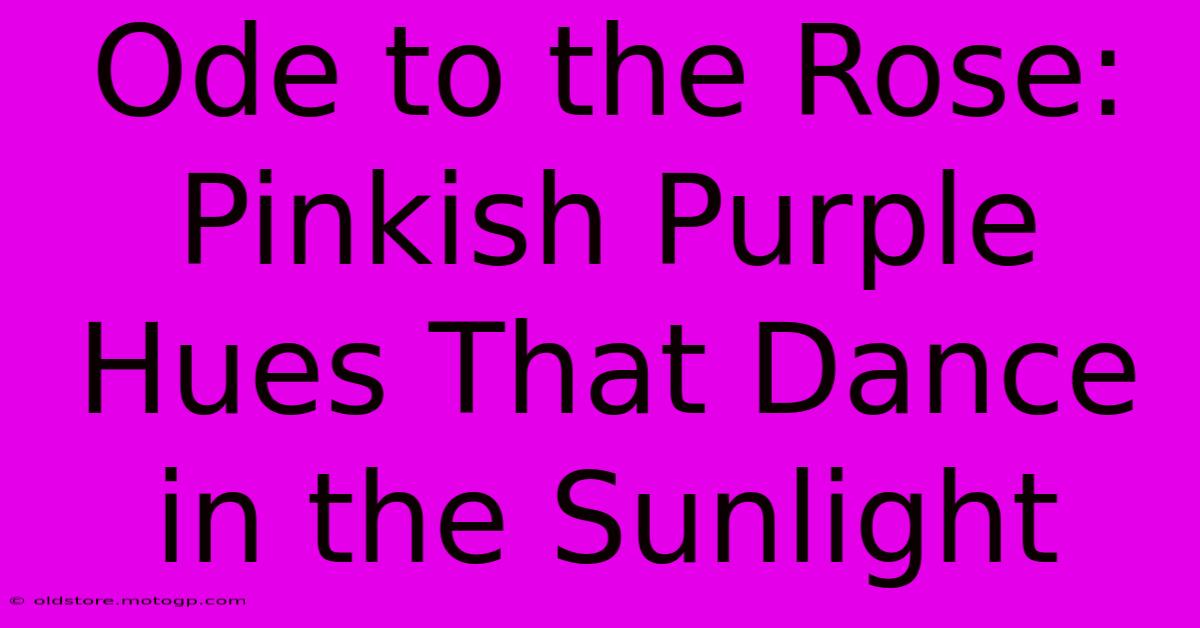 Ode To The Rose: Pinkish Purple Hues That Dance In The Sunlight