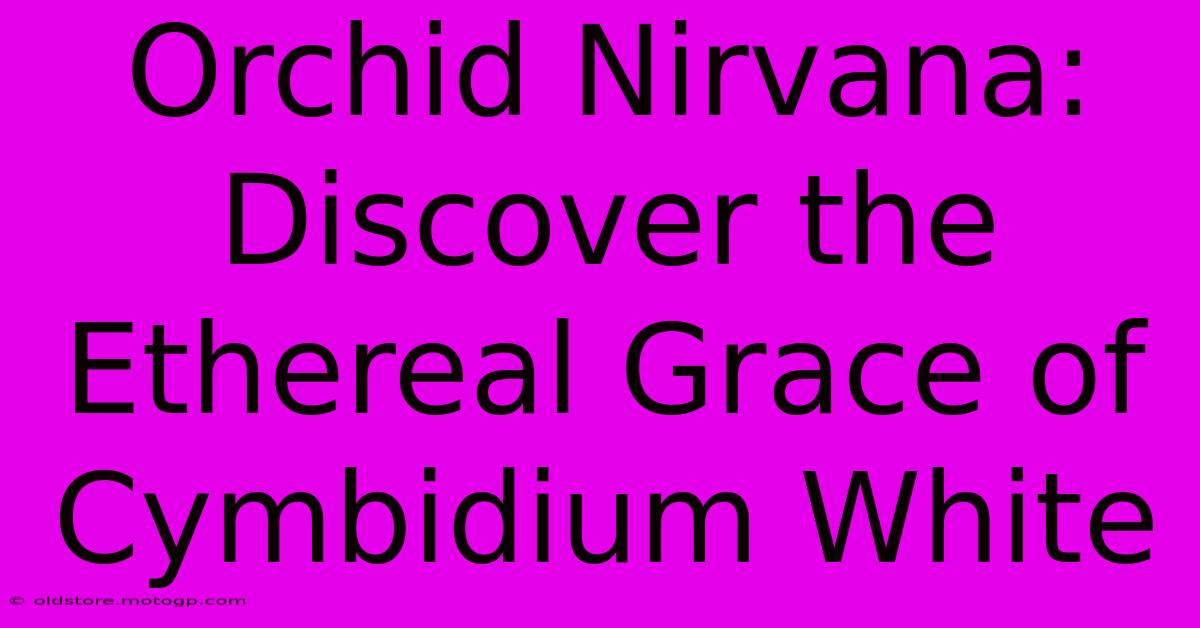 Orchid Nirvana: Discover The Ethereal Grace Of Cymbidium White