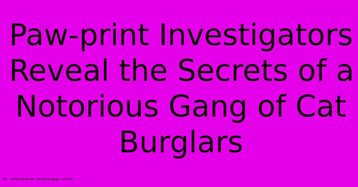 Paw-print Investigators Reveal The Secrets Of A Notorious Gang Of Cat Burglars