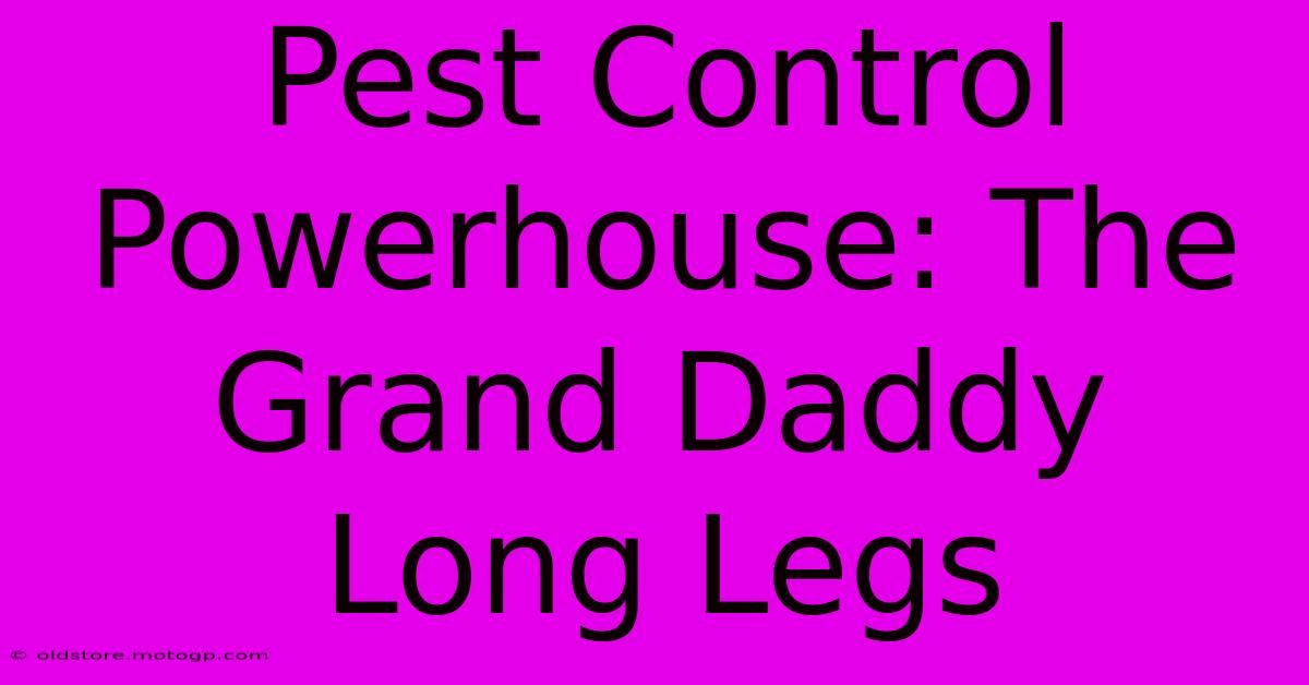 Pest Control Powerhouse: The Grand Daddy Long Legs