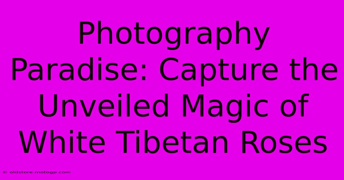 Photography Paradise: Capture The Unveiled Magic Of White Tibetan Roses