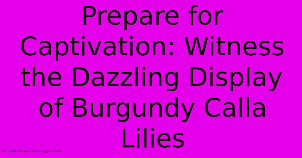 Prepare For Captivation: Witness The Dazzling Display Of Burgundy Calla Lilies