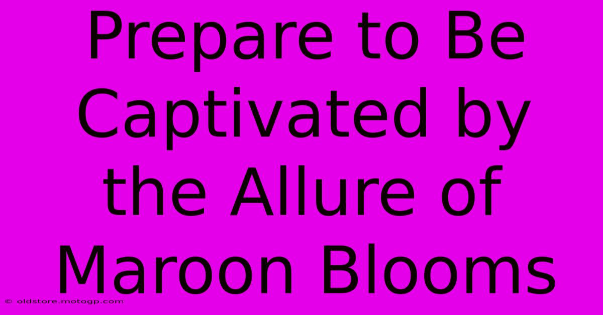 Prepare To Be Captivated By The Allure Of Maroon Blooms