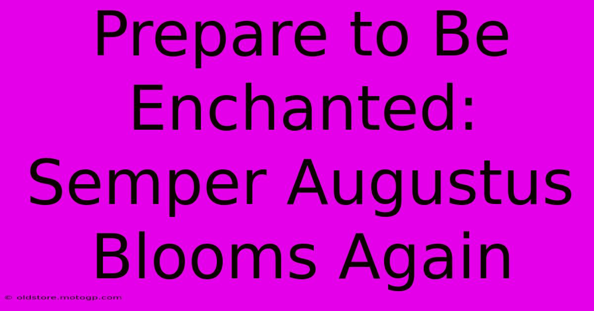 Prepare To Be Enchanted: Semper Augustus Blooms Again