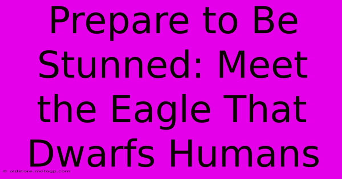 Prepare To Be Stunned: Meet The Eagle That Dwarfs Humans