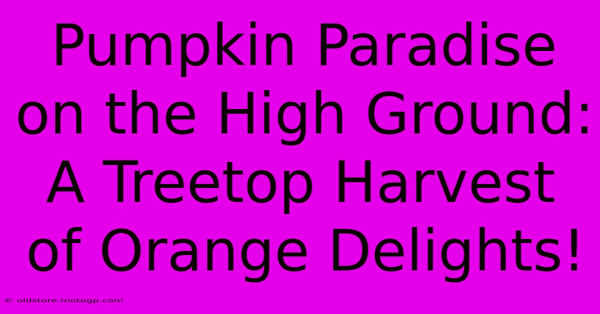 Pumpkin Paradise On The High Ground: A Treetop Harvest Of Orange Delights!