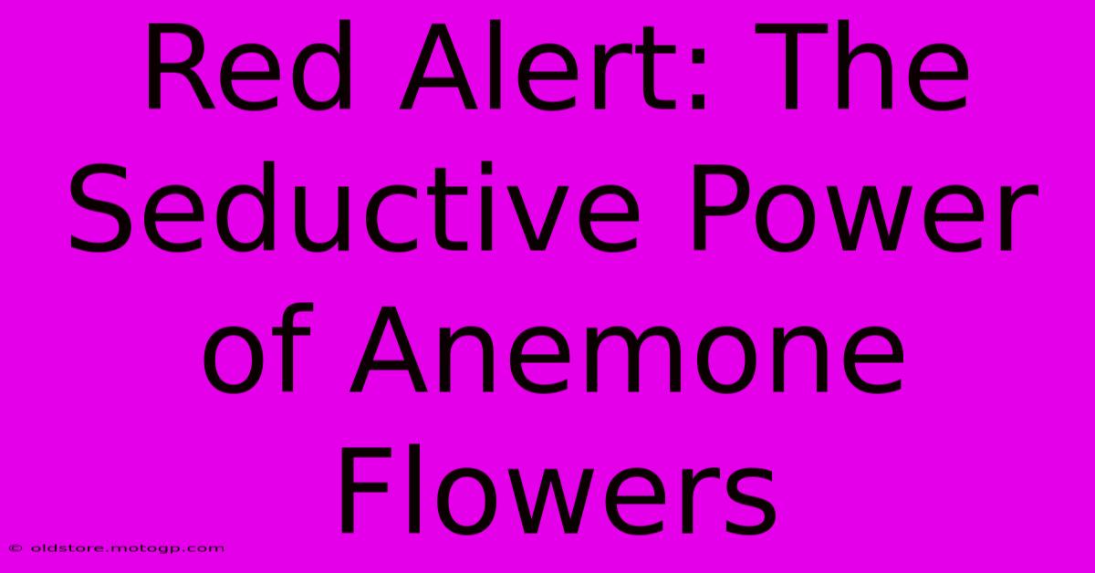 Red Alert: The Seductive Power Of Anemone Flowers