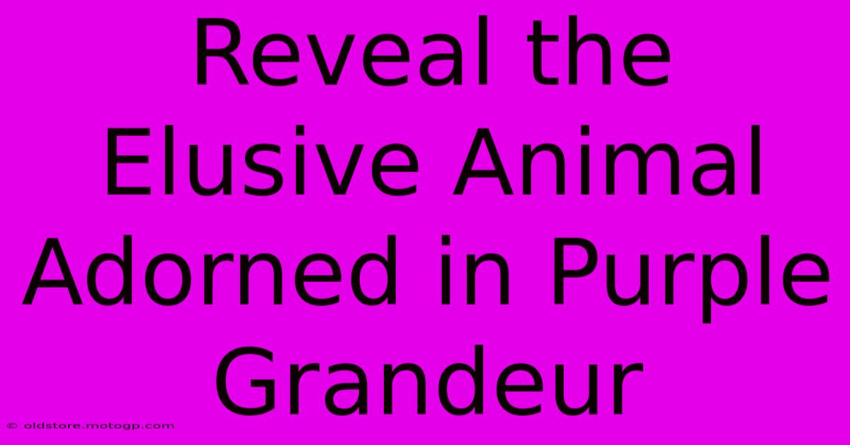 Reveal The Elusive Animal Adorned In Purple Grandeur