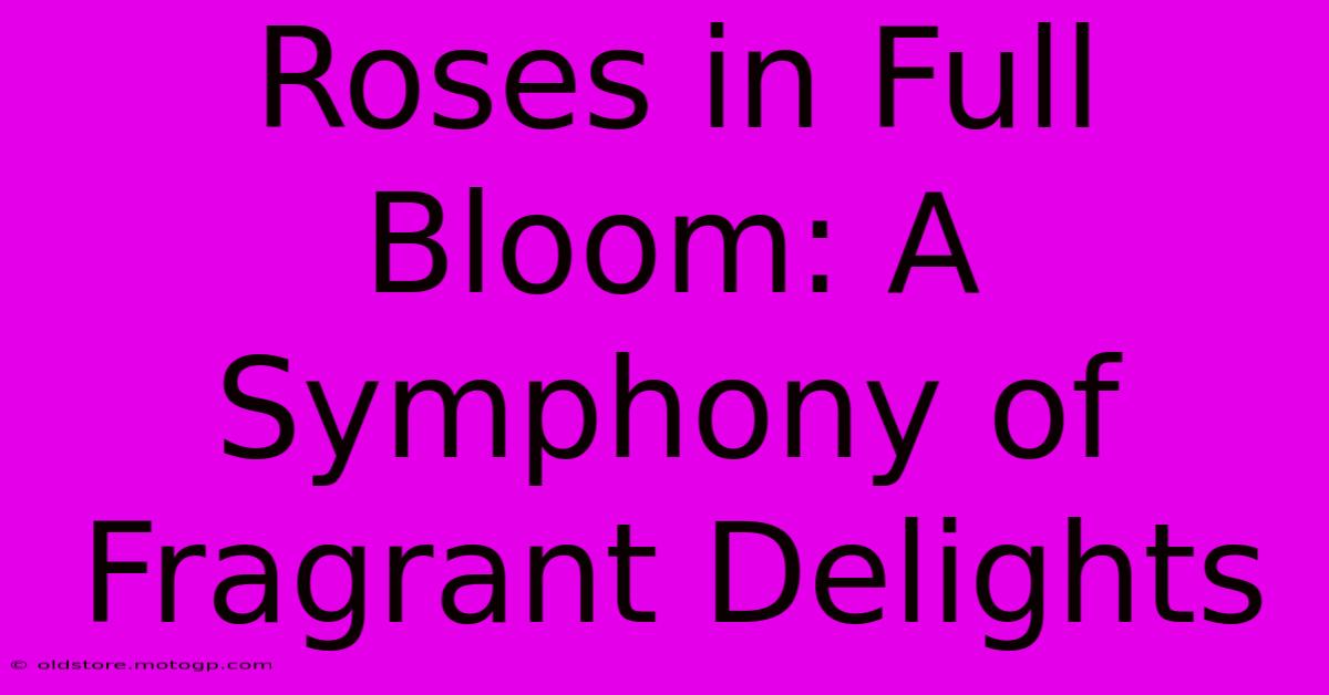 Roses In Full Bloom: A Symphony Of Fragrant Delights