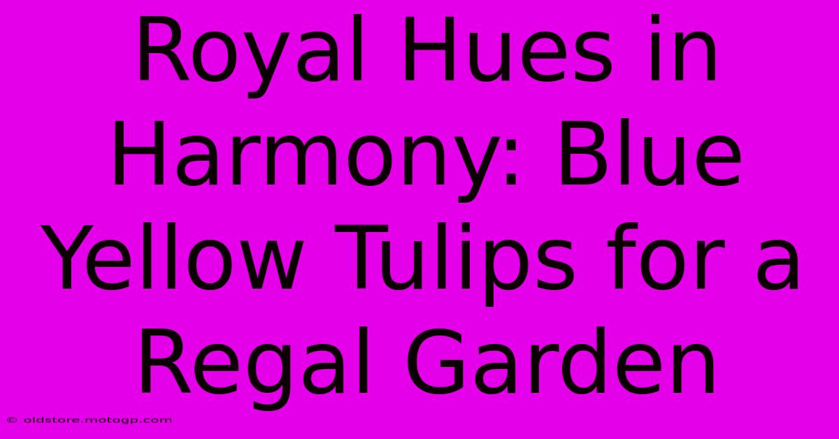 Royal Hues In Harmony: Blue Yellow Tulips For A Regal Garden