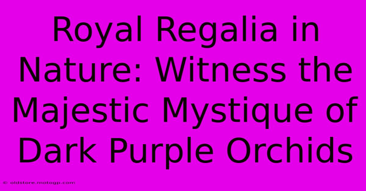 Royal Regalia In Nature: Witness The Majestic Mystique Of Dark Purple Orchids