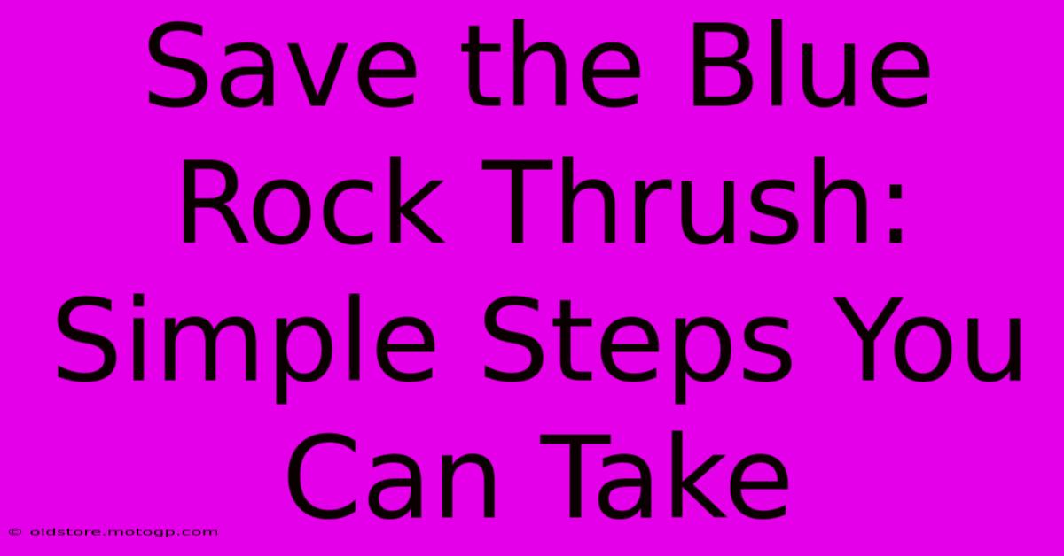 Save The Blue Rock Thrush: Simple Steps You Can Take