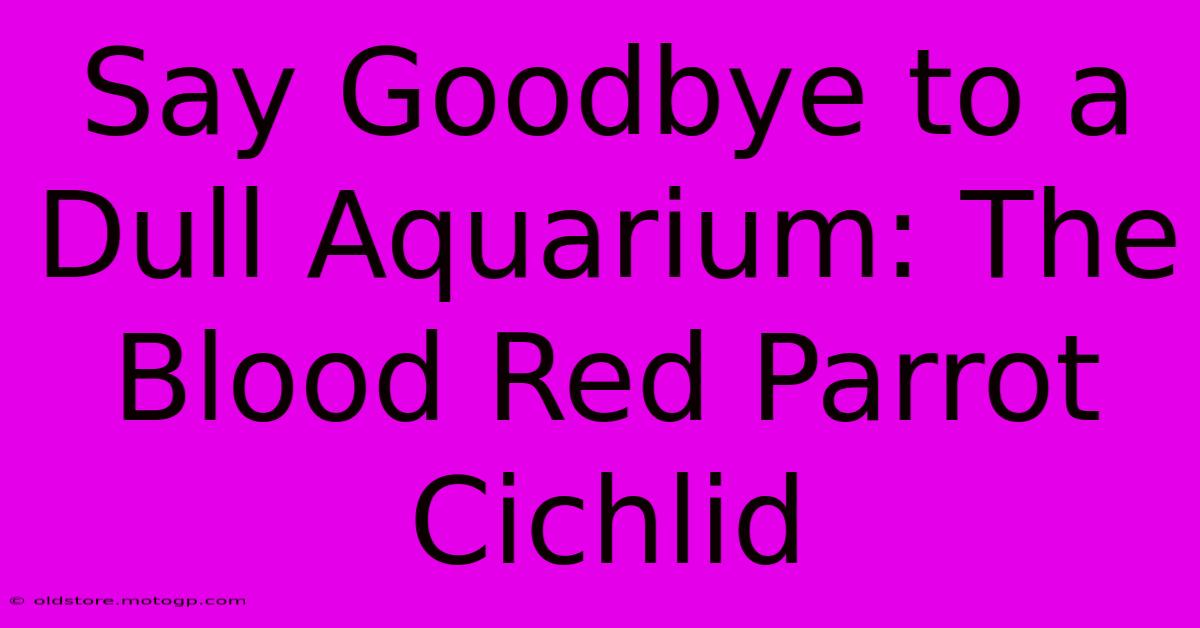 Say Goodbye To A Dull Aquarium: The Blood Red Parrot Cichlid