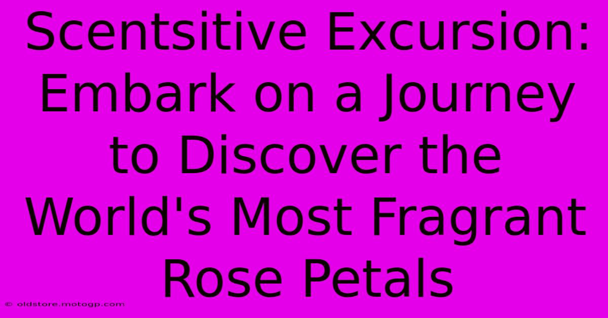 Scentsitive Excursion: Embark On A Journey To Discover The World's Most Fragrant Rose Petals