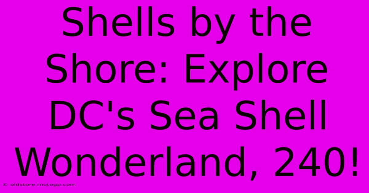 Shells By The Shore: Explore DC's Sea Shell Wonderland, 240!