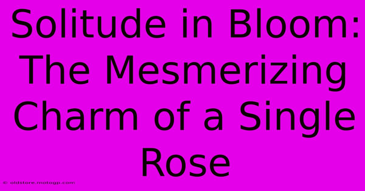 Solitude In Bloom: The Mesmerizing Charm Of A Single Rose