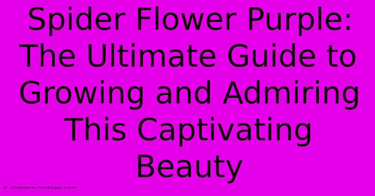 Spider Flower Purple: The Ultimate Guide To Growing And Admiring This Captivating Beauty