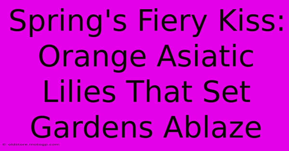 Spring's Fiery Kiss: Orange Asiatic Lilies That Set Gardens Ablaze