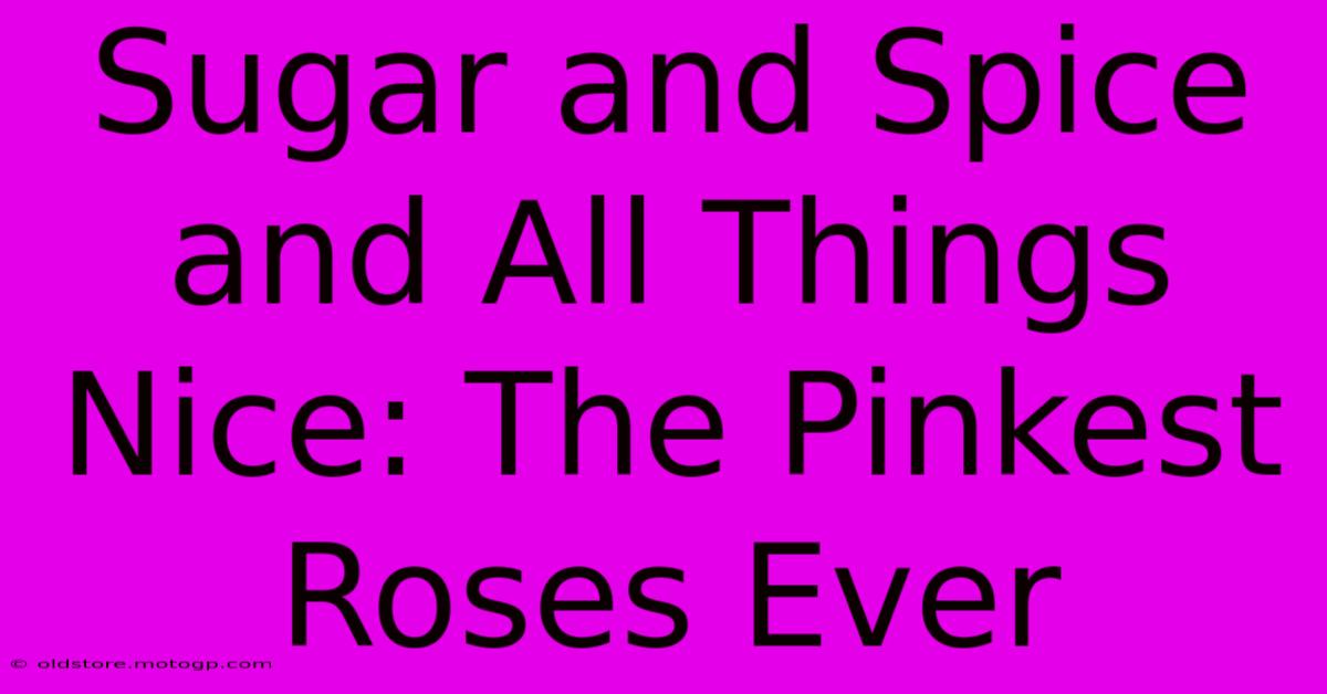 Sugar And Spice And All Things Nice: The Pinkest Roses Ever