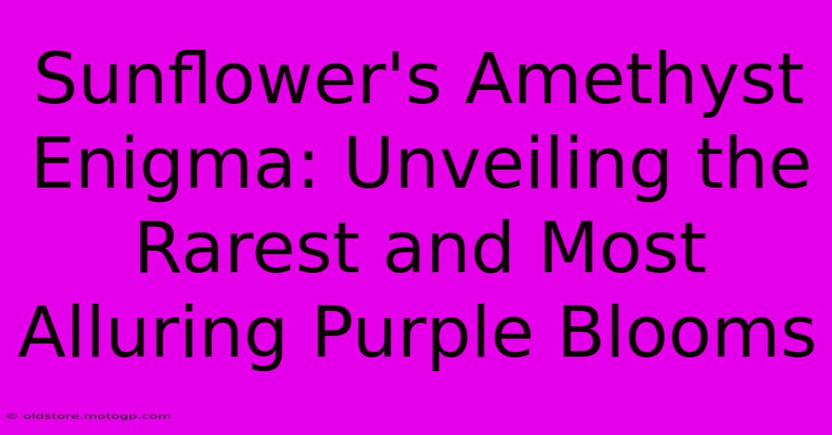 Sunflower's Amethyst Enigma: Unveiling The Rarest And Most Alluring Purple Blooms