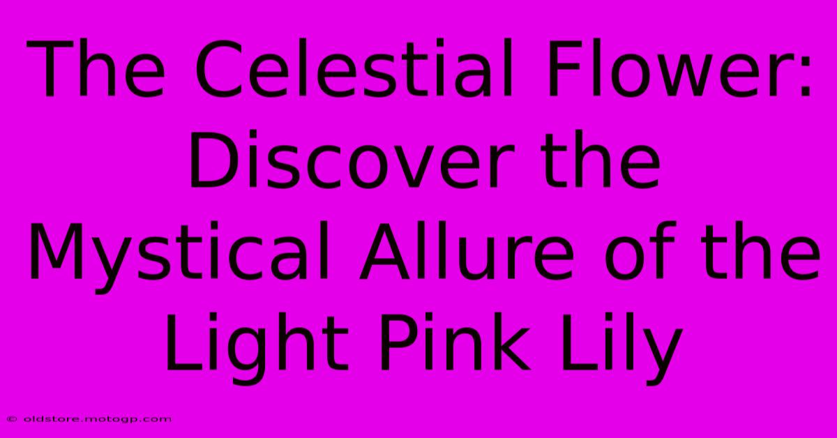 The Celestial Flower: Discover The Mystical Allure Of The Light Pink Lily