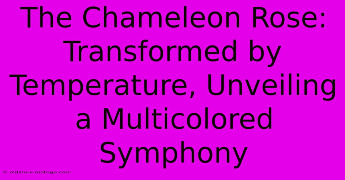 The Chameleon Rose: Transformed By Temperature, Unveiling A Multicolored Symphony