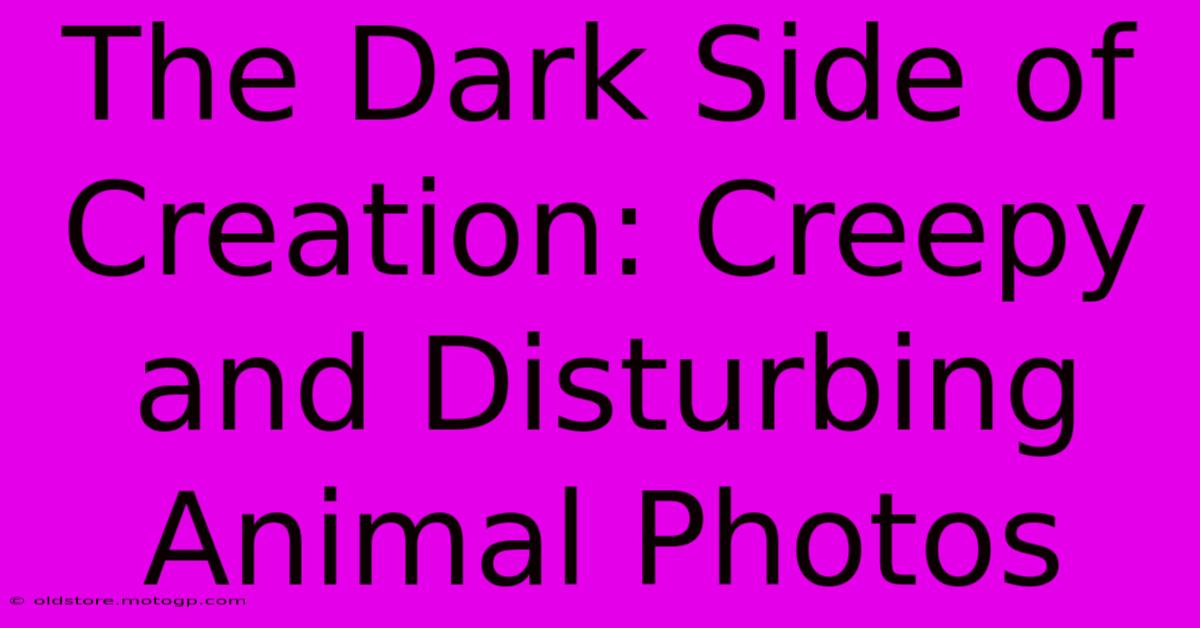 The Dark Side Of Creation: Creepy And Disturbing Animal Photos