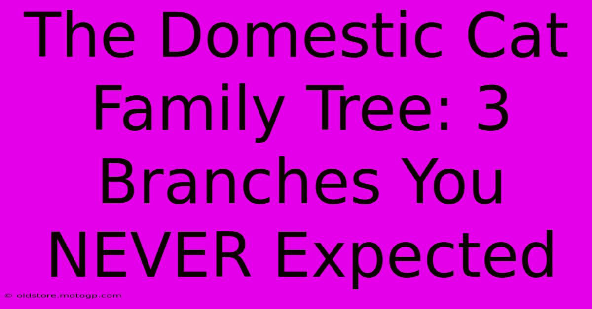 The Domestic Cat Family Tree: 3 Branches You NEVER Expected