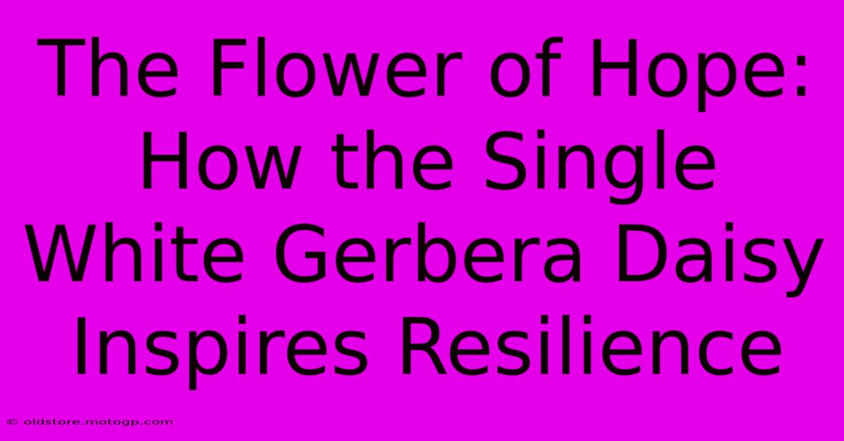 The Flower Of Hope: How The Single White Gerbera Daisy Inspires Resilience