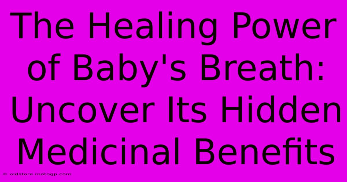 The Healing Power Of Baby's Breath: Uncover Its Hidden Medicinal Benefits