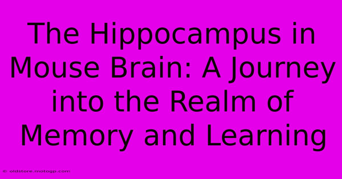 The Hippocampus In Mouse Brain: A Journey Into The Realm Of Memory And Learning