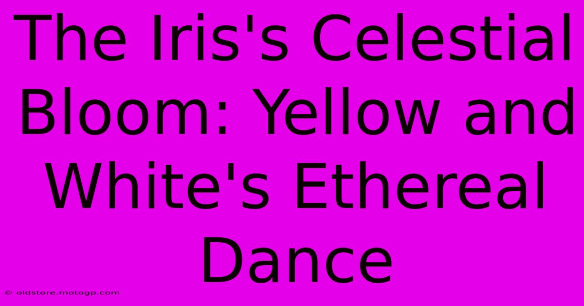 The Iris's Celestial Bloom: Yellow And White's Ethereal Dance