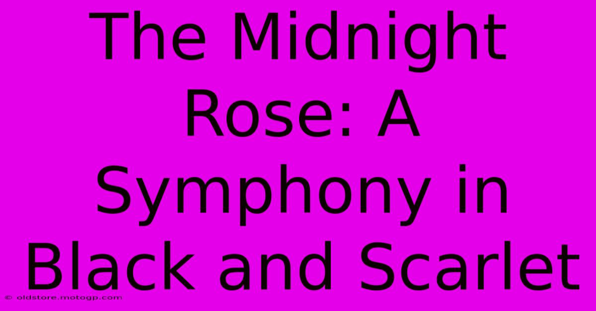 The Midnight Rose: A Symphony In Black And Scarlet