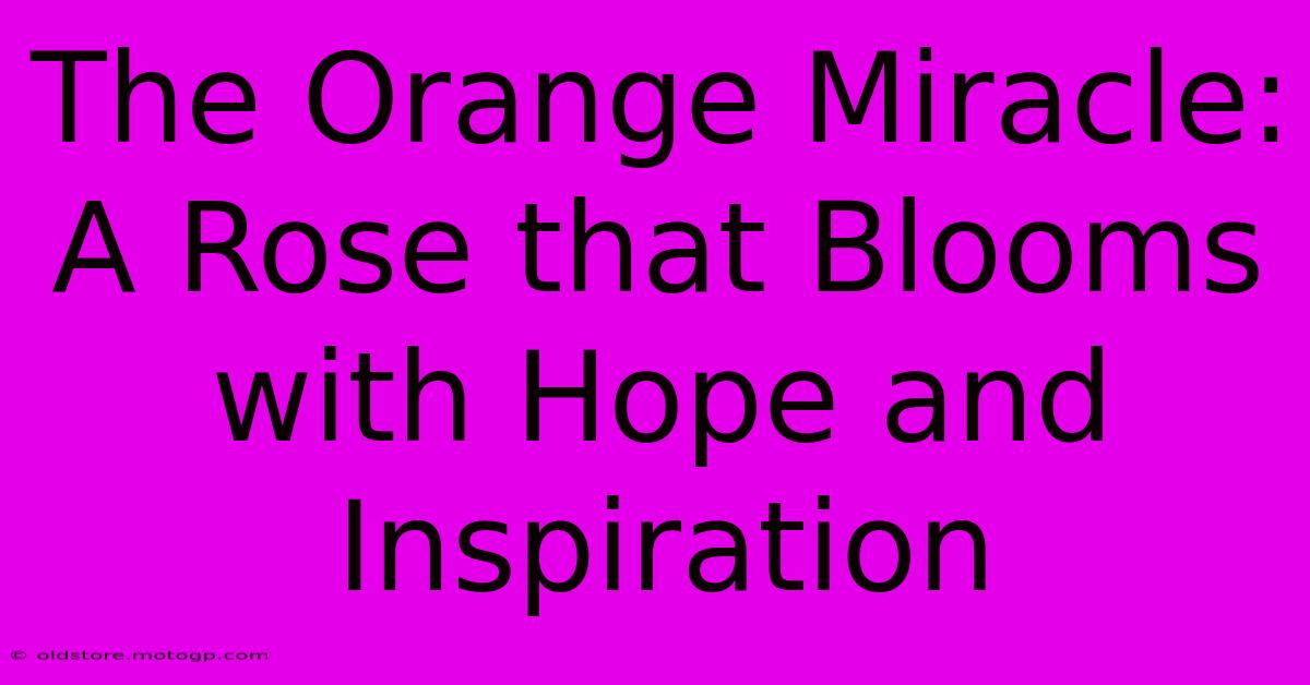 The Orange Miracle: A Rose That Blooms With Hope And Inspiration