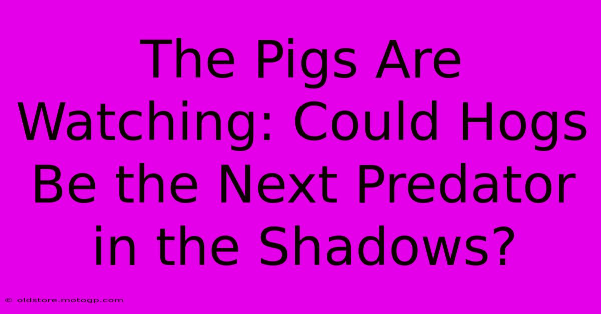 The Pigs Are Watching: Could Hogs Be The Next Predator In The Shadows?