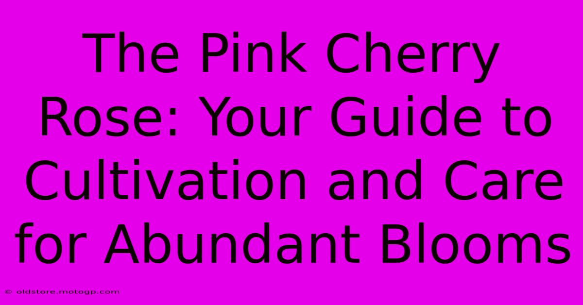 The Pink Cherry Rose: Your Guide To Cultivation And Care For Abundant Blooms