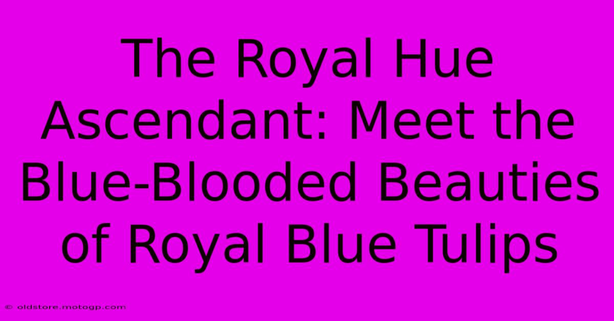 The Royal Hue Ascendant: Meet The Blue-Blooded Beauties Of Royal Blue Tulips