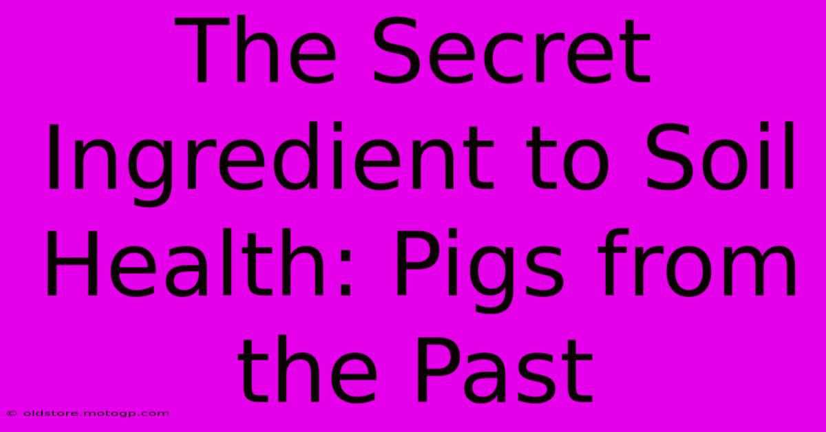 The Secret Ingredient To Soil Health: Pigs From The Past