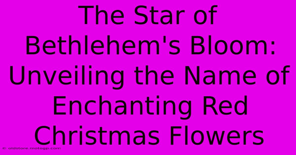 The Star Of Bethlehem's Bloom: Unveiling The Name Of Enchanting Red Christmas Flowers