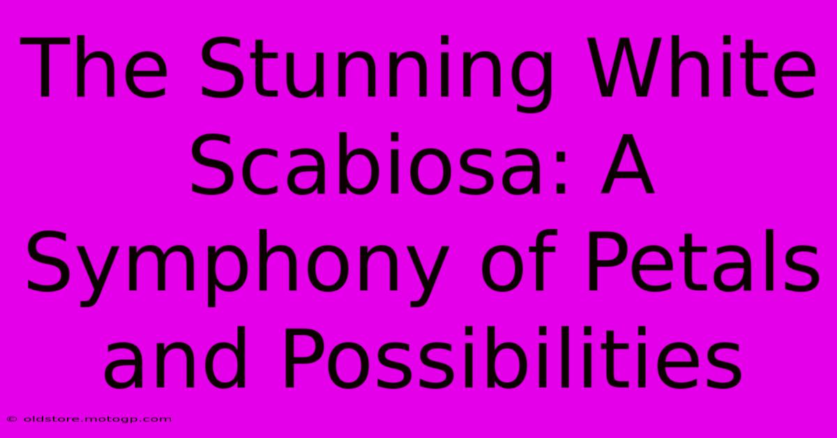 The Stunning White Scabiosa: A Symphony Of Petals And Possibilities