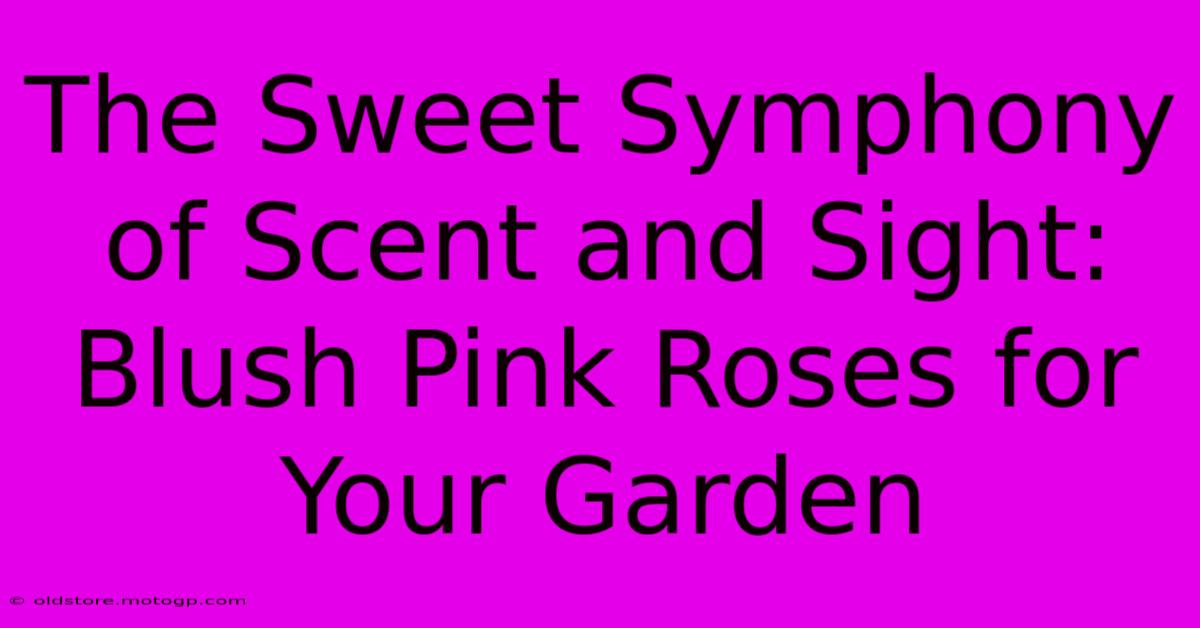 The Sweet Symphony Of Scent And Sight: Blush Pink Roses For Your Garden