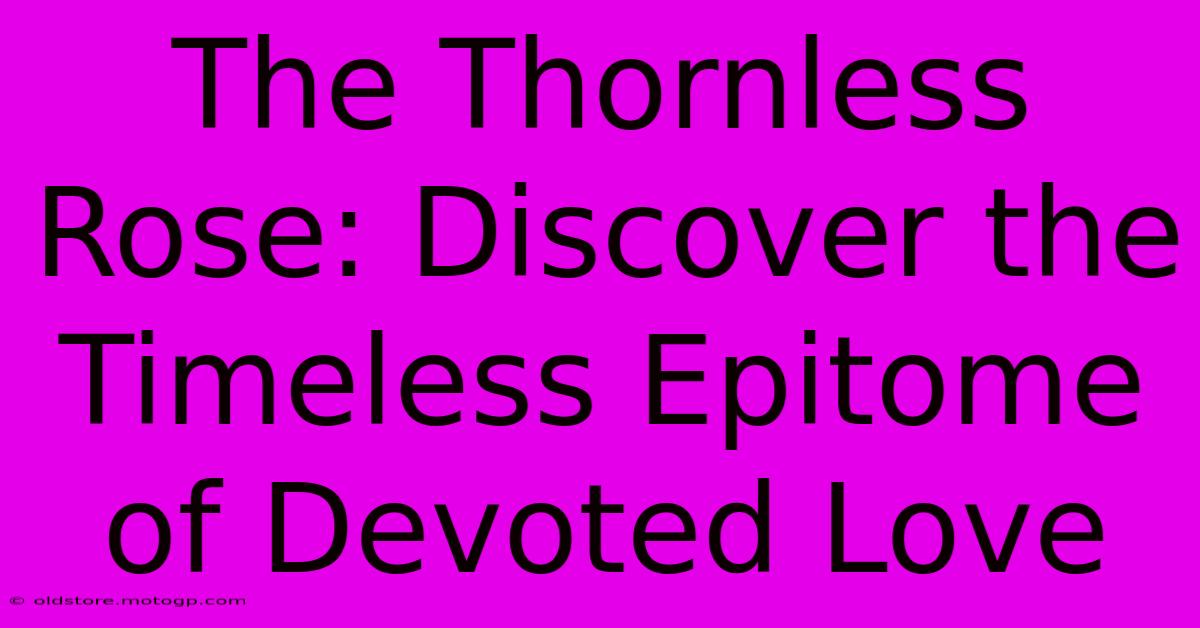 The Thornless Rose: Discover The Timeless Epitome Of Devoted Love