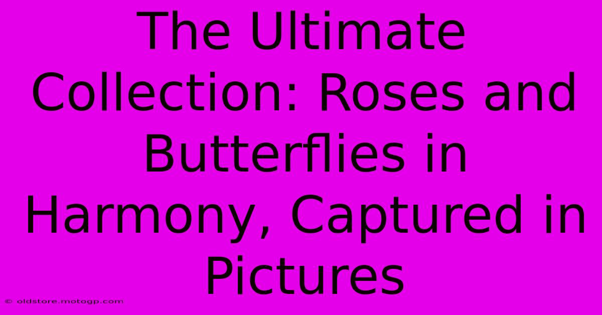 The Ultimate Collection: Roses And Butterflies In Harmony, Captured In Pictures