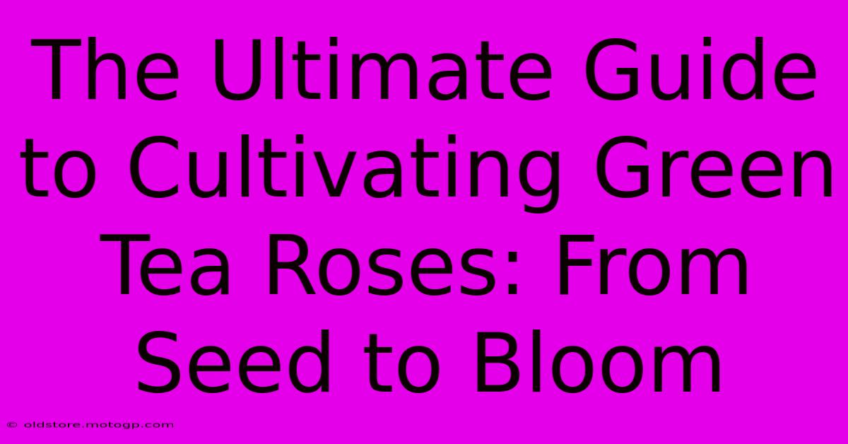 The Ultimate Guide To Cultivating Green Tea Roses: From Seed To Bloom